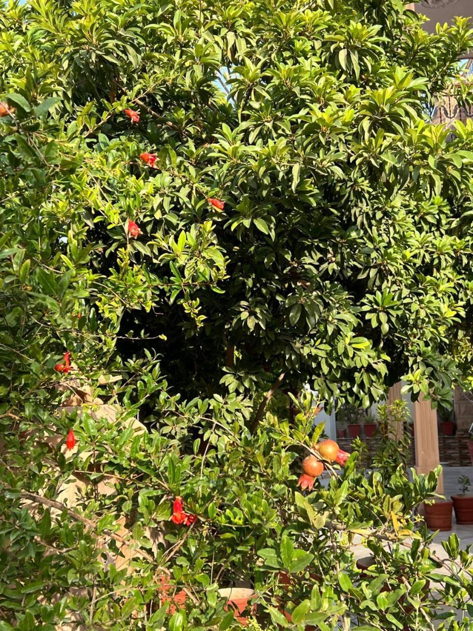 Sudarshan Homestay